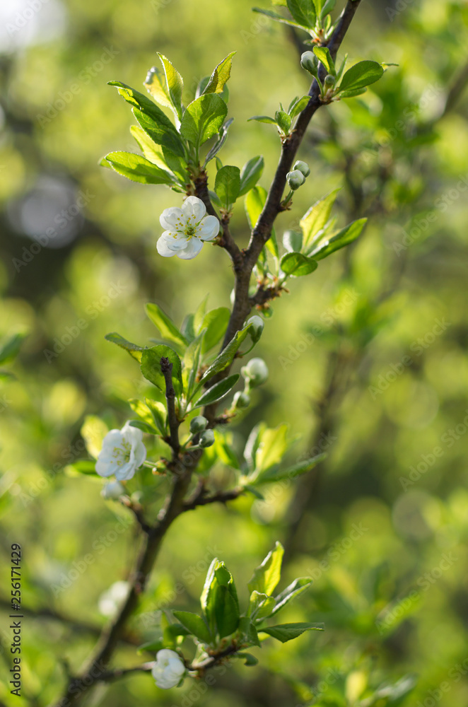 Apple tree blossom in spring on a green background blurred close-up