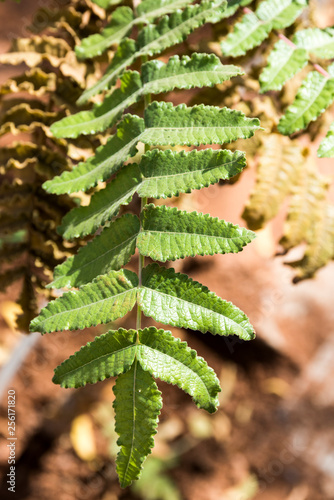Boswellia sacra (commonly known as frankincense or olibanum-tree) flowers with leaves