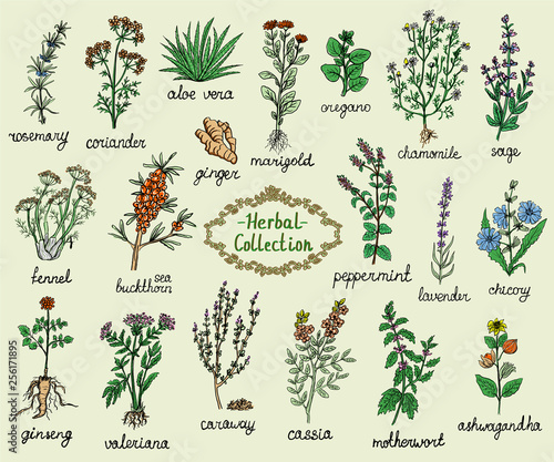 Medicine herbs collection, hand drawn doodle illustration