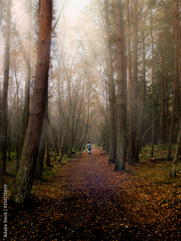 Naklejka premium Misty Autumn Walk