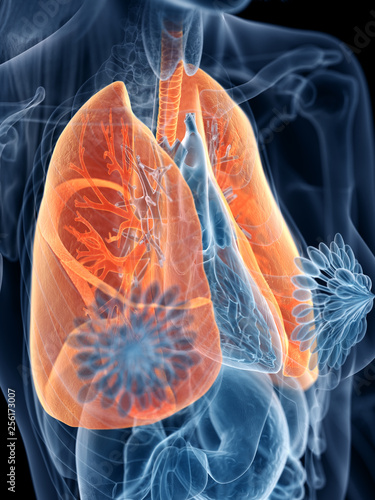 3d rendered medically accurate illustration of a womans lung