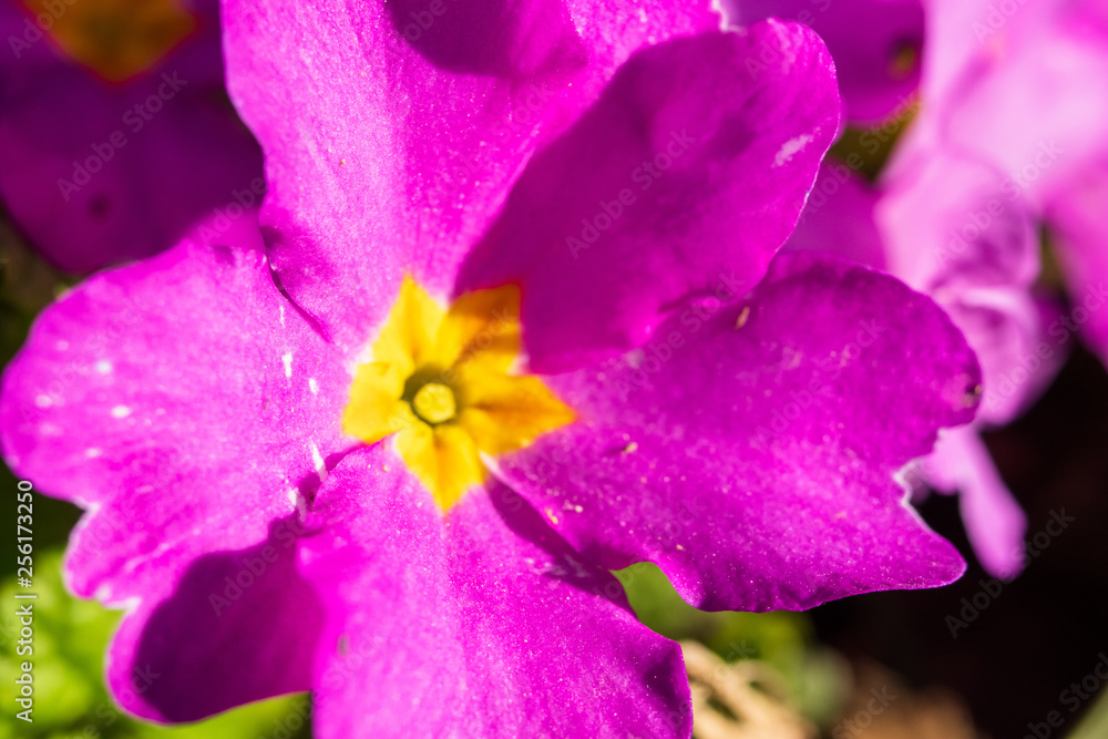 Obraz premium Primula or primrose primula vulgaris blossom. Beautiful pink spring flowers.