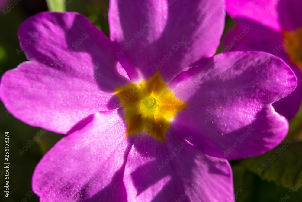 Primula or primrose primula vulgaris blossom. Beautiful pink spring flowers. Primula or primrose primula vulgaris blossom. Beautiful pink spring flowers.