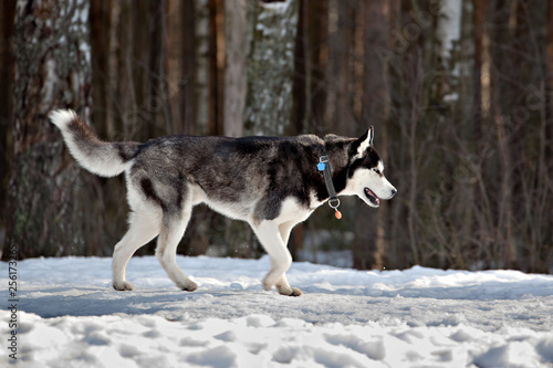 Dog breed Siberian Husky  is walking in the snow on the edge of a dark forest on a sunny day