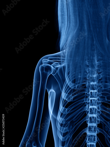 3d rendered medically accurate illustration of the skeletal