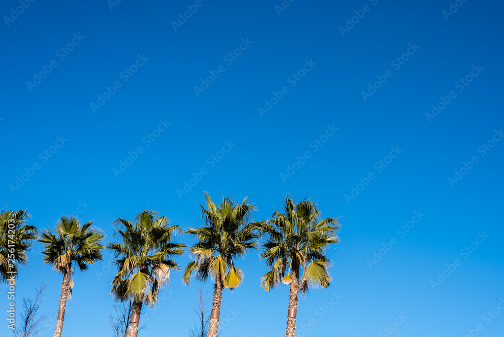 Sky background with row of palm trees in the sun.