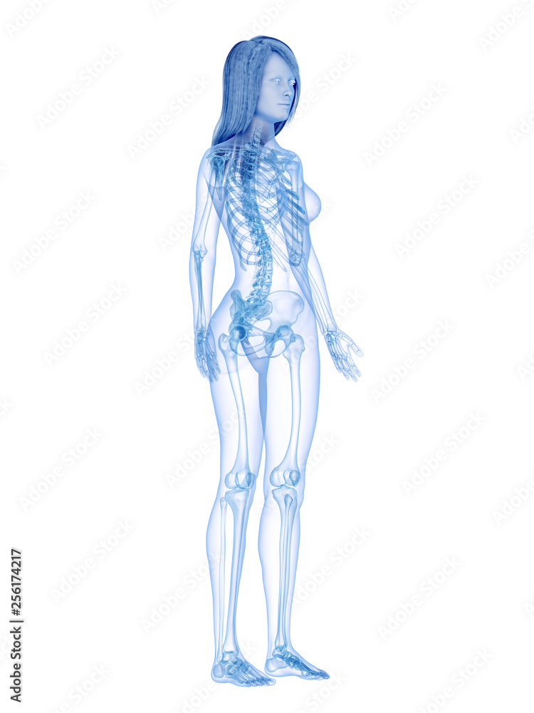 3d rendered medically accurate illustration of the skeletal system 3d rendered medically accurate illustration of the skeletal system