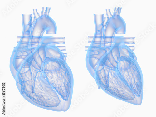 3d rendered medically accurate illustration of the heart in diastole and systole