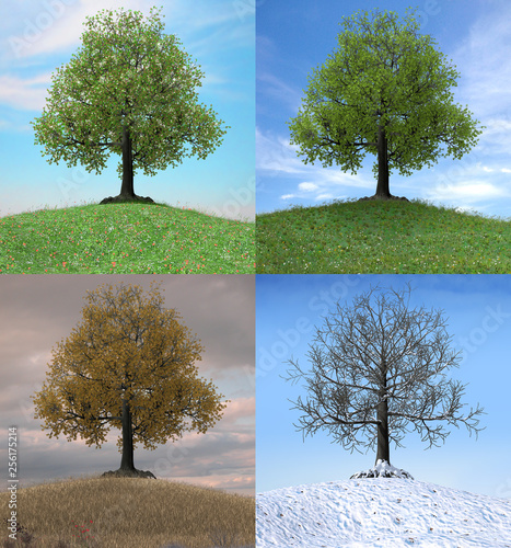  Tree changing over the duration of four seasons