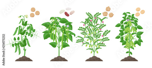 Legumes plants with ripe fruits growing from soil isolated on white background. Pea, Common Bean, Chickpea, Soybean mature plants with pods and green foliage and their ripe seeds infographic element.