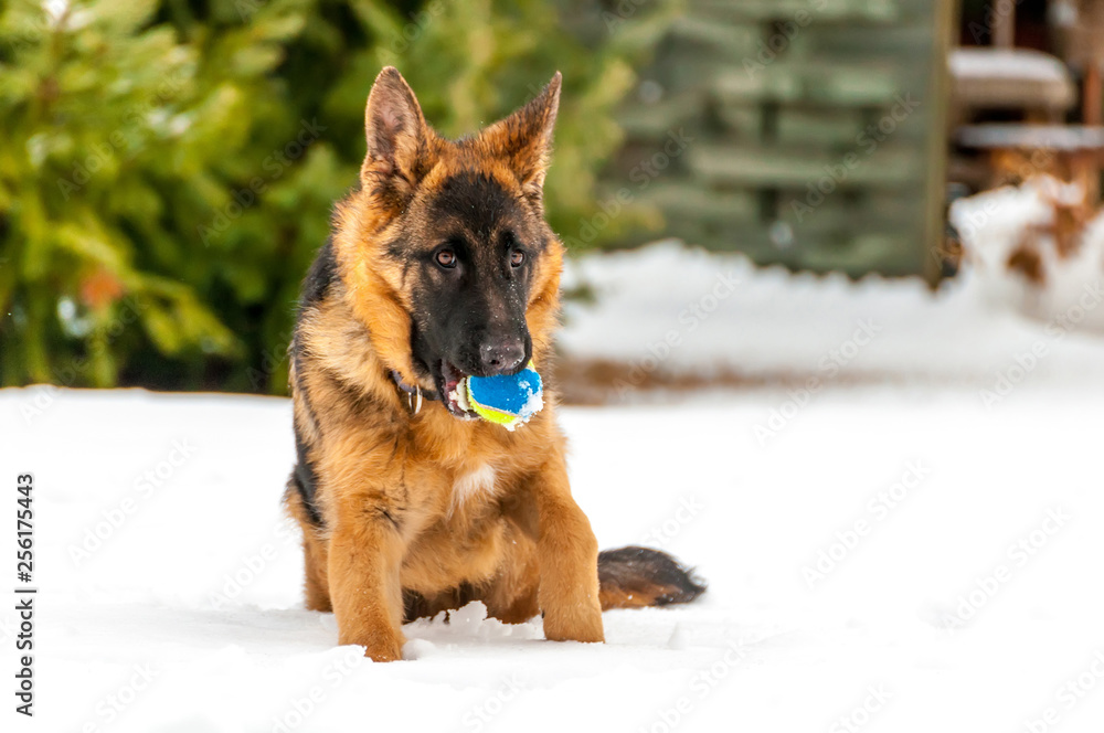 A german shepherd puppy dog playing with a ball at winter A german shepherd puppy dog playing with a ball at winter