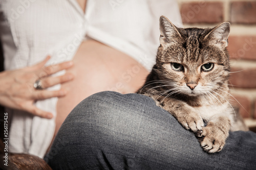 Kot na kolanach kobiety w ciąży
