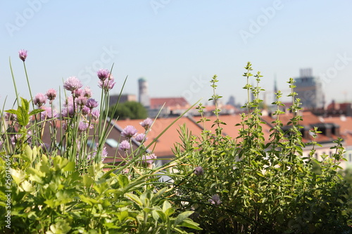 Kräutergarten photo