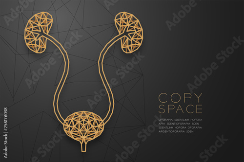 Kidney and bladder shape wireframe polygon golden frame structure, Medical Science Organ concept design illustration isolated on black gradient background with copy space, vector eps 10