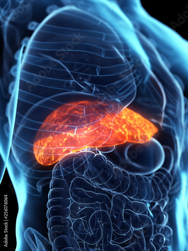 3d rendered medically accurate illustration of a diseased liver