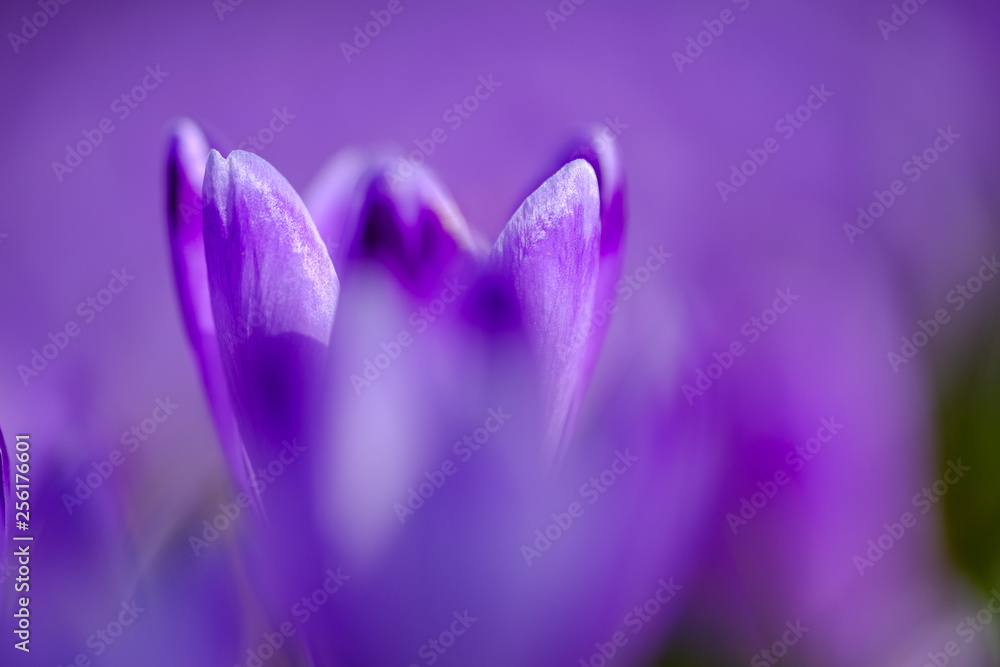 Beautiful spring violet crocus flowers