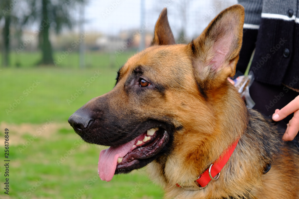 Dog Training Lesson day for a beautiful young German Shepherd Dog. Vicenza, Italy - 17th March 2019