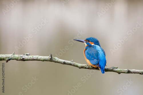 Common kingfisher, Alcedo atthis, perched on the branch