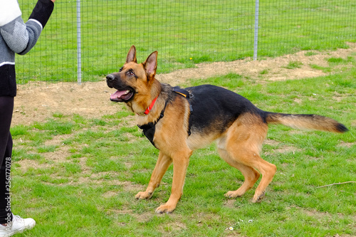 Dog Training Lesson day for a beautiful young German Shepherd Dog. Vicenza, Italy - 17th March 2019
