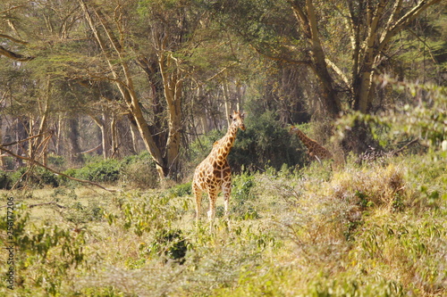 Giraffe in the forest