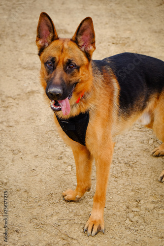 Dog Training Lesson day for a beautiful young German Shepherd Dog. Vicenza, Italy - 17th March 2019