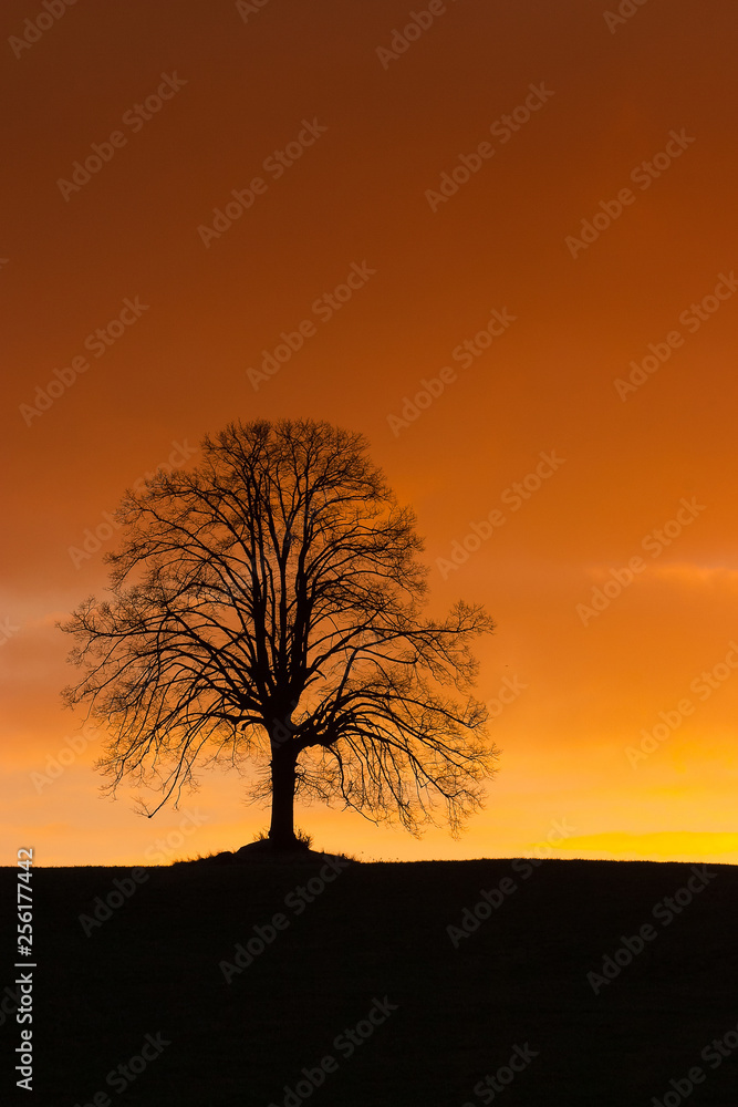 Lonely tree on the hill at sunrise