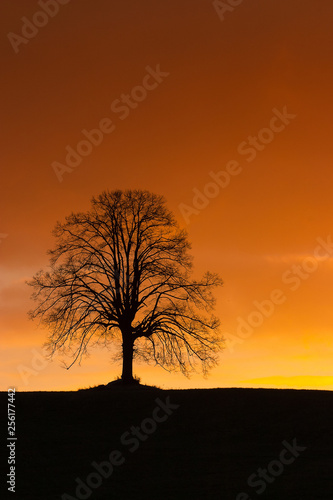 Lonely tree on the hill at sunrise