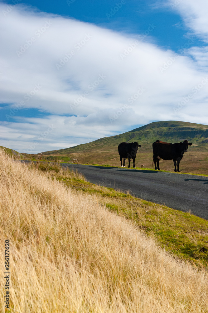 Obraz premium The typical landscape in Yorkshire Dales National Park, Great Britain.