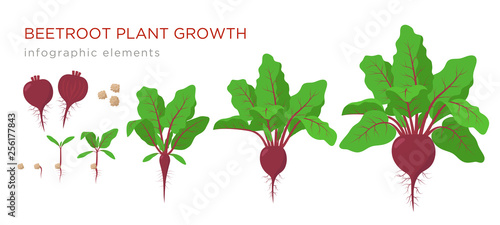 Beetroot plant growth stages infographic elements. Growing process of beets from seeds, sprout to mature plant with ripe fruit and roots, vector illustration of life cycle isolated on white background