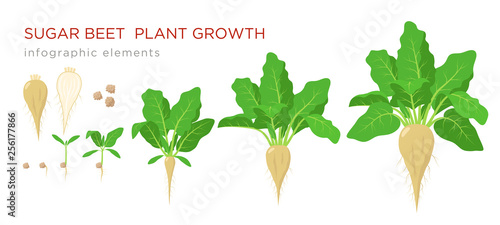 Sugar beet plant growth stages infographic elements. Growing process of sugar beet from seeds, sprout to mature plant with ripe fruit and roots, vector illustration isolated on white background.