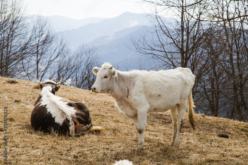 Obraz premium Landscape in the Hutsul mountain village in the morning .