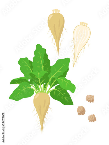Sugar beet with green foliage, seeds and sliced sugar beet fruit vector illustration isolated on white background