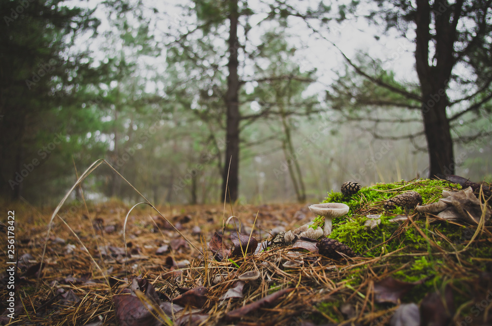 Mushrooms in the pine forest. Mushrooms in the pine forest.