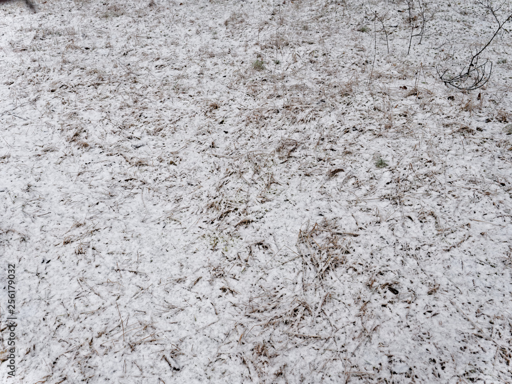 Obraz premium Spring. grass covered with snow. background texture.