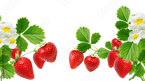 garden fresh sweet strawberry