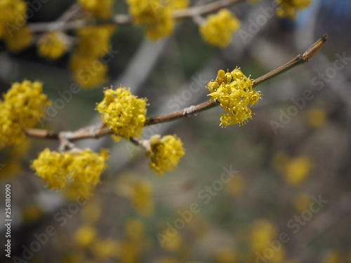  dogwood tree branch