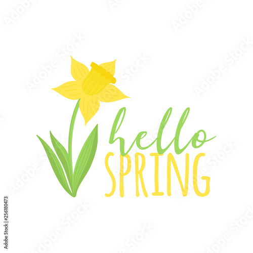 Hello spring narcissus flower vector illustration. Simple yellow spring narcissus flower icon with green stem and leaves with writing, quote, isolated.