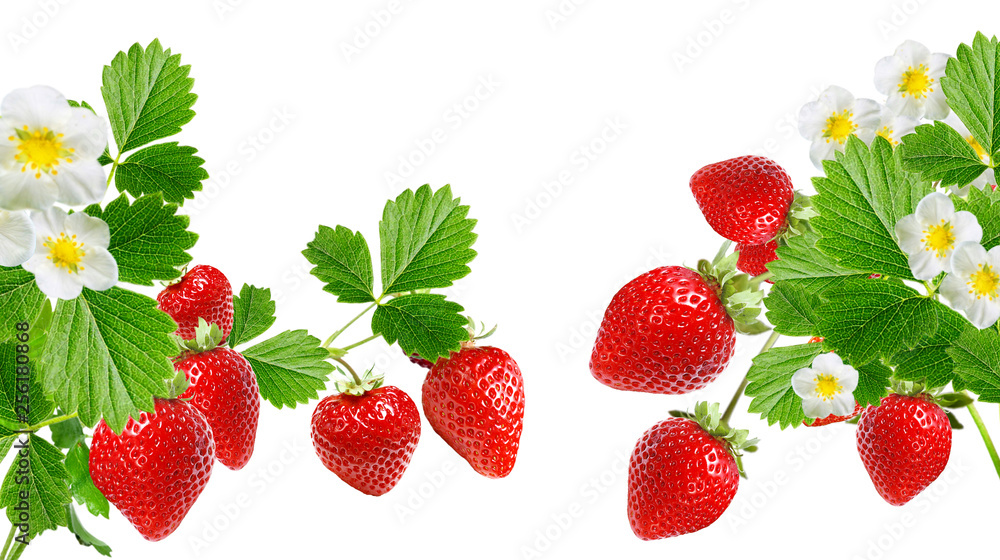 RED BEST STRAWBERRY RED BEST STRAWBERRY