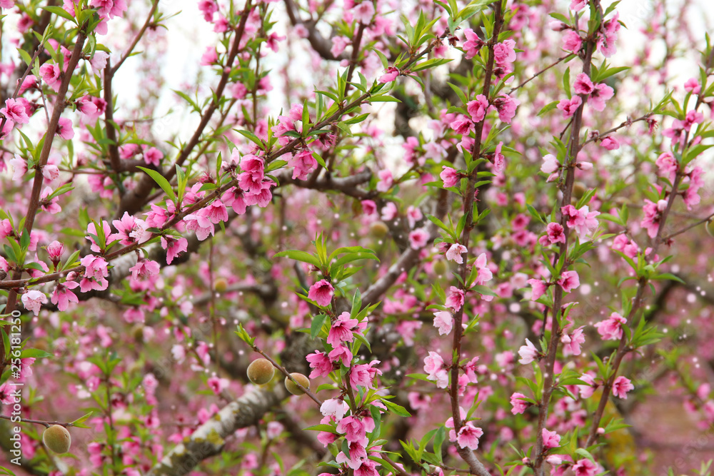 background of spring blossom tree with pink beautiful flowers. selective focus background of spring blossom tree with pink beautiful flowers. selective focus