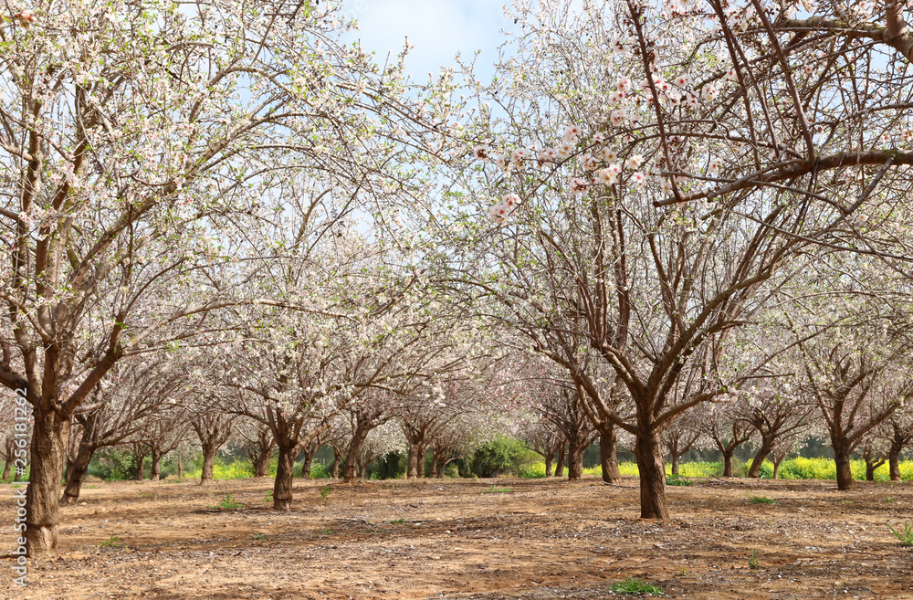 background of spring white cherry blossoms trees plantation. selective focus background of spring white cherry blossoms trees plantation. selective focus