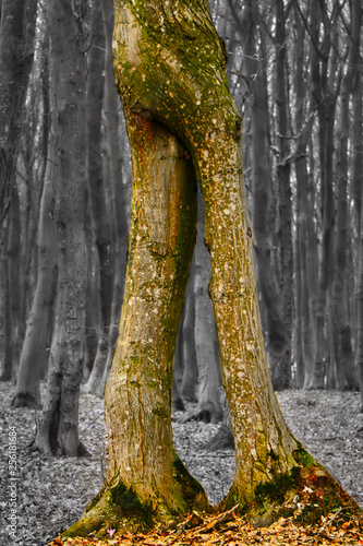 tree trunk as human legs , magic tree , tree which has legs , gulliver , tree   walking , dramatic tree photo