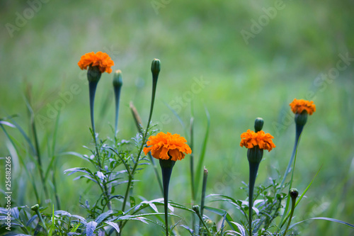 Marigold Flowers blooming away in natural light  photo