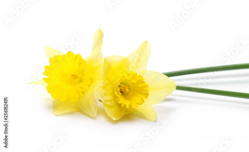 Blooming narcissus flowers isolated on white background
