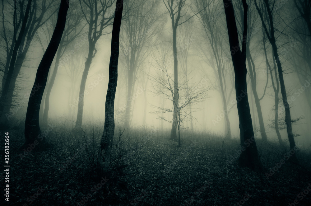 Obraz premium dark foggy woods, dramatic perspective