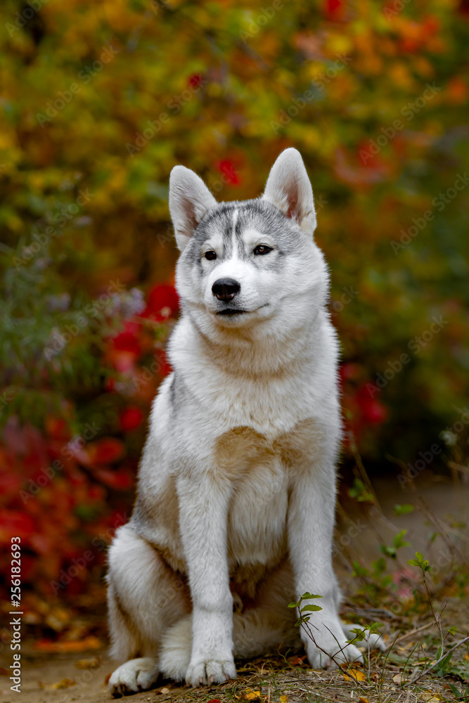 Funny siberian Husky lying in the yellow leaves. Crown of yellow autumn leaves. Dog on the background of nature. Funny siberian Husky lying in the yellow leaves. Crown of yellow autumn leaves. Dog on the background of nature.