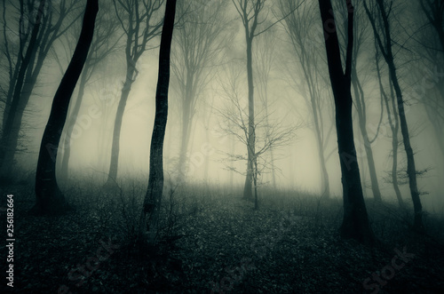 dark foggy woods, dramatic perspective