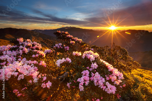 Alpine rhododendron