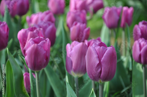 Fresh fragrant purple tulips in the garden