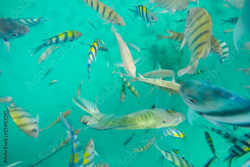 Snorkeling Trips,Many colorful sea fish in Koh Chang,Trat,Thailand.
