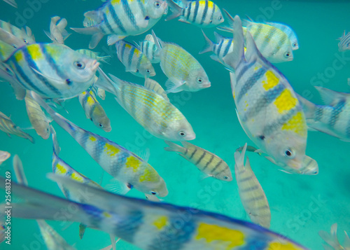 Snorkeling Trips,Many colorful sea fish in Koh Chang,Trat,Thailand. photo